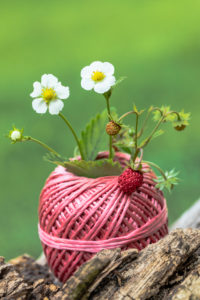 Wild strawberry in a spool of thread used as a vase Wild strawberry in a spool of thread used as a vase